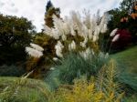 Pampas Grass In Full Bloom Stock Photo