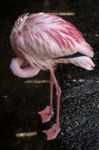 Greater Flamingo (phoenicopterus Roseus) At The Bioparc Fuengiro Stock Photo