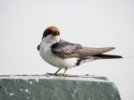 Swallow Stock Photo