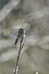 Dragonfly Closeup Stock Photo