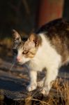 Beautiful Domestic Cat Hunting Stock Photo