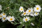 Beautiful White Daisy Flower Blooming Stock Photo