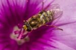 Hoverfly (scaeva Selenitica) Insect Stock Photo