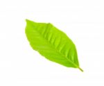 Tea Leaf Isolated On The White Background Stock Photo