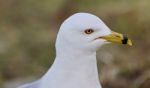 Beautiful Postcard With A Cute Gull Stock Photo