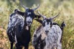 Black And White Goats In A Pasture Stock Photo