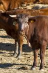 Brown Cows Stock Photo