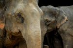 Thai Elephant Stock Photo