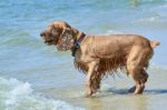 Cute English Cocker Spaniel Stock Photo