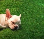 Dog Sleeping On Green Grass Stock Photo