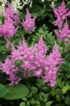 Pink Astilbe (valerie) In Full Bloom Stock Photo