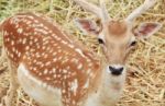 Brown Sika Deer Stock Photo