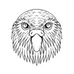 Kakapo Owl Parrot Head Drawing Black And White Stock Photo