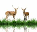 Lechwe Stock Photo