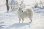 White Dog Samoyed Play On Snow Stock Photo