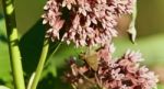 Photo Of A Beautiful Butterfly Sitting On Flowers Stock Photo