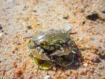 Green Crab On The Beach Is Shrinking As People Stock Photo