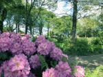 Rhododendron-flowers In The Park Stock Photo