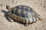 Sardinian Marginated Tortoise (testudo Marginata) Stock Photo