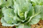 Cabbage Stock Photo