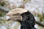 Trumpeter Hornbill Stock Photo