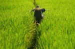 Farmer In Paddy Field Stock Photo