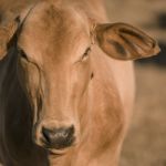 Cow Outside In The Paddock Stock Photo