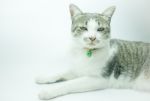 Cute Cat Portrait Wearing A Securitiy Collar In Relaxing Time Stock Photo