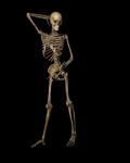 Skeleton Stock Photo