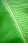 Rain Drop On Green Banana Leaf Background Stock Photo