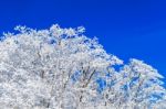 Beautiful Winter Landscape, Trees Covered With White Snow And Blue Sky Stock Photo