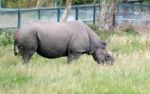 Black Rhinoceros Or Hook-lipped Rhinoceros (diceros Bicornis) Stock Photo