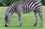 Postcard With A Zebra Eating The Grass On A Field Stock Photo