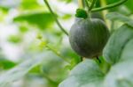 Small Japan Melon (honeydew Melon) In Farm Stock Photo