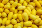 Yellow Cocoons Stock Photo