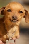 Dog With Weird Smile Stock Photo