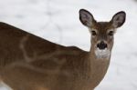 Beautiful Isolated Image With A Wild Deer In The Snowy Forest Stock Photo