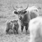 Country Cows Stock Photo