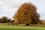 Ashdown Forest, Sussex/uk - October 29 : Beech Tree In The Groud Stock Photo