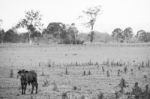 Country Cows Stock Photo