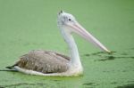 Spot-billed Pelican Stock Photo