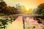 Wooden Bridge In The Pond Stock Photo