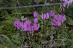 The Cyclamen Blooming In Israel	 Stock Photo