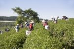 Dalat, Vietnam, July 30, 2016: A Group Of Farmers Picking Tea On A Summer Afternoon In Cau Dat Tea Plantation, Da Lat, Vietnam Stock Photo