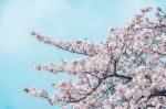 Cherry Blossom In Spring. Spring Season Background, Sakura Season In Korea. Soft Focus Stock Photo