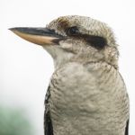 Kookaburra Gracefully Resting During The Day Stock Photo