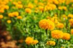 Marigolds On The Plantation Stock Photo