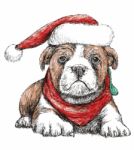 Bulldog With Red Hat Stock Photo