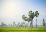 Asian Palmyra Palm ,sugar Palm Tree Surrounded With  Rice Field Stock Photo