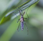 Mosquito Stock Photo